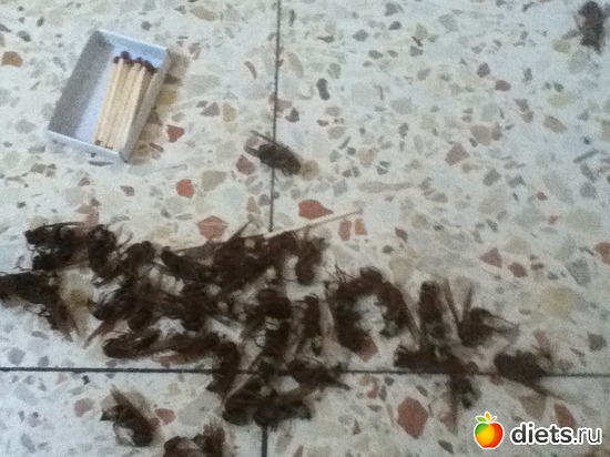 незваные гости в маминой квартире, альбом: Всяко разно