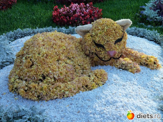 29 фото: Выставка цветов. Киев-2012