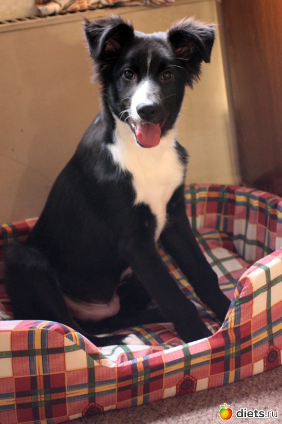 ����� ���, ������: ����