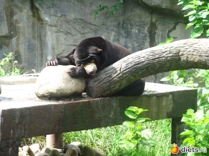 72 ����: ������