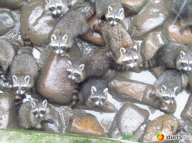 76 ����: ������