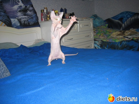 Охотник, альбом: Ну как без них...