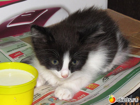 34 фото: кошки