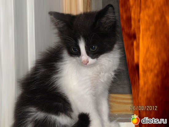 36 фото: кошки