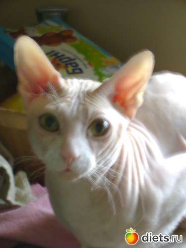 ����, ������: �����