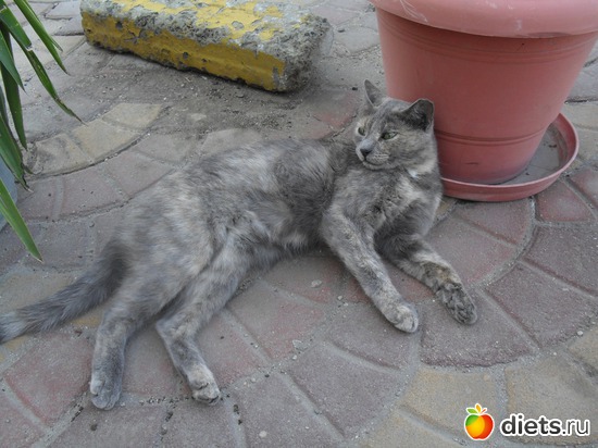 ����� ���������� (� �������), ������: �����