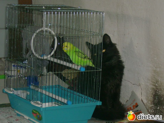 ����� �������!, ������: �����