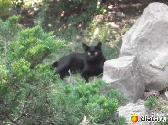 ����� �� ������� (�����������), ������: �����