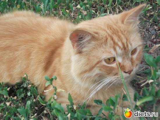 8 ����: �����