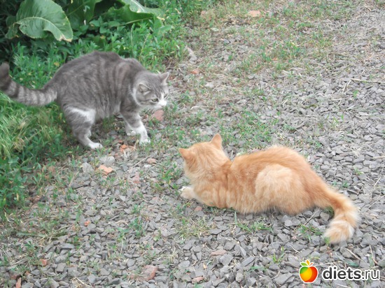 10 ����: �����