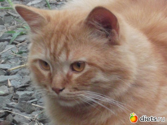 11 ����: �����