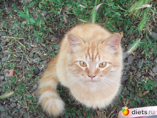 12 ����: �����