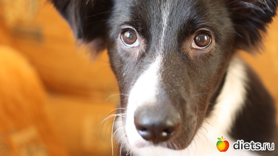 ������������� ������, ������: ����