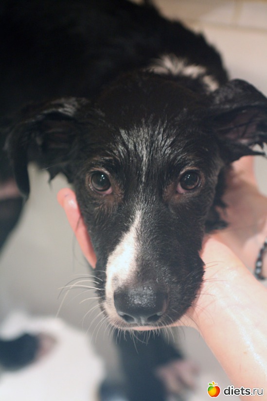 ����, ������: ����