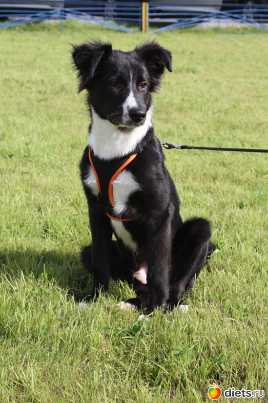 �� ��������, ������: ����