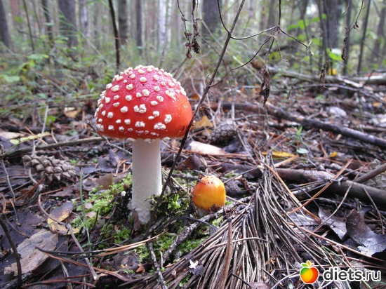 9 ����: �������� ���