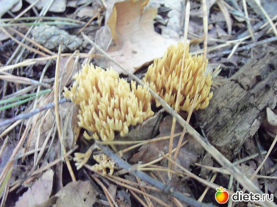 2 ����: ������� ����� 2012