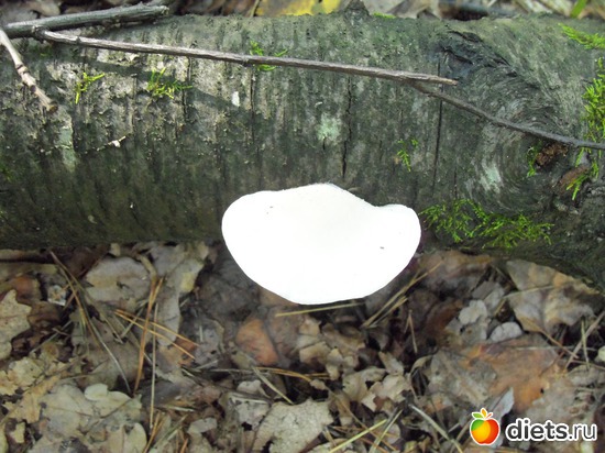 5 ����: ������� ����� 2012