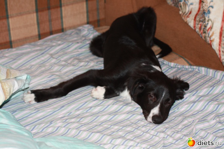 ����-����, ������: ����