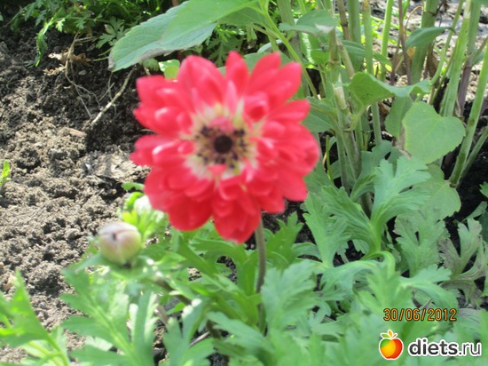 3 ����: ������ �������