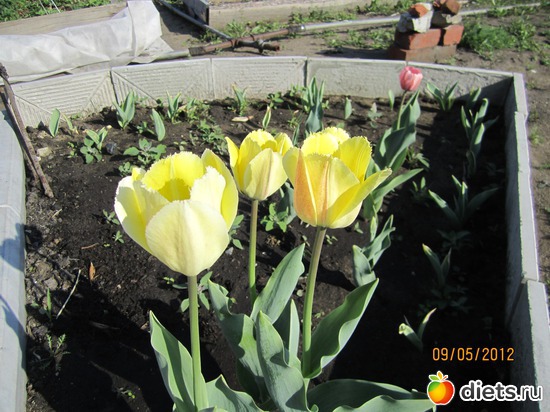 5 ����: ������ �������