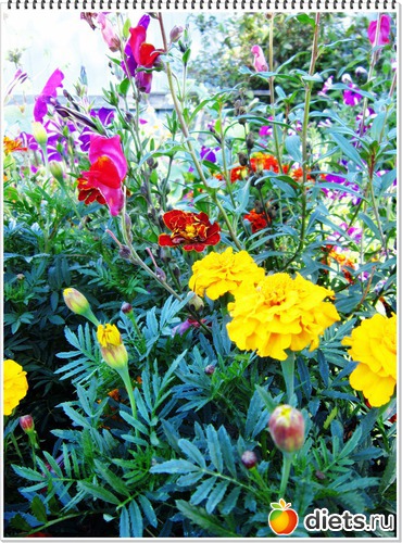 18 ����: ����