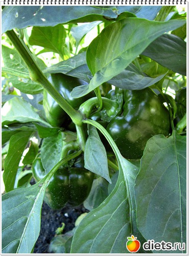 22 ����: ����