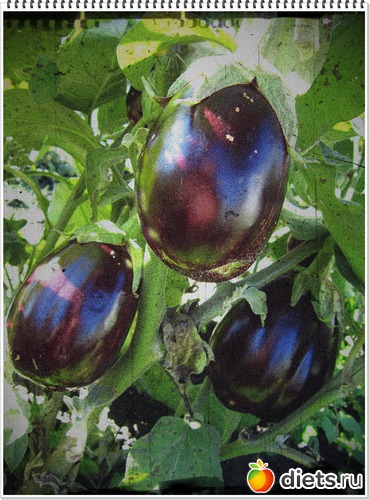 25 ����: ����