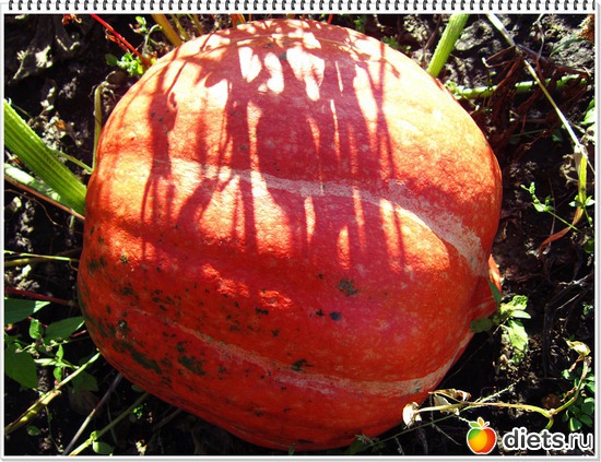 26 ����: ����