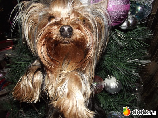 Евуська, альбом: Йорки