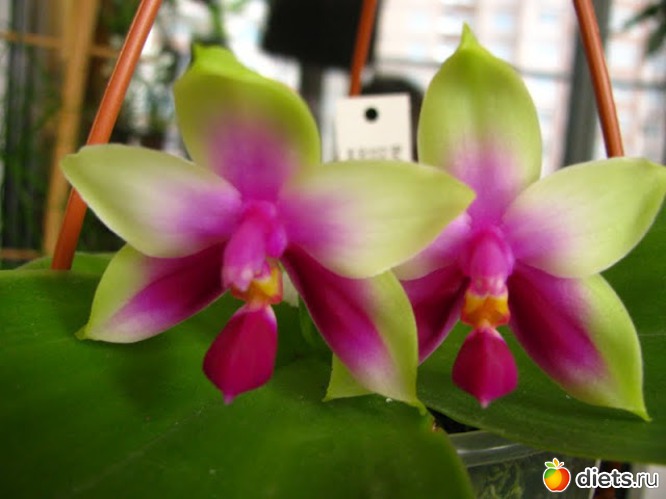 1 ����: ��� ������� �������