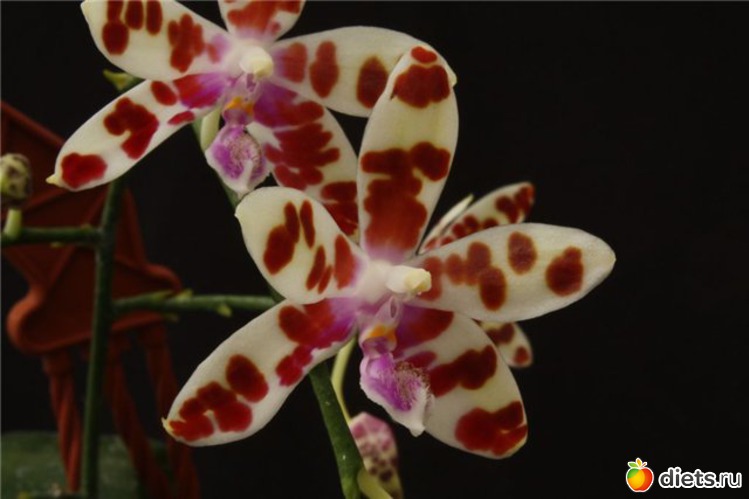 2 ����: ��� ������� �������