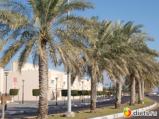 12 ����: ����������� ��������- �������