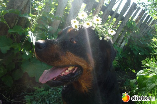 Ромашковое чудо, альбом: Мой ласковый и нежный зверь