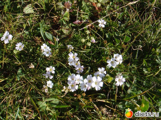 8 ����: �����, ��������.