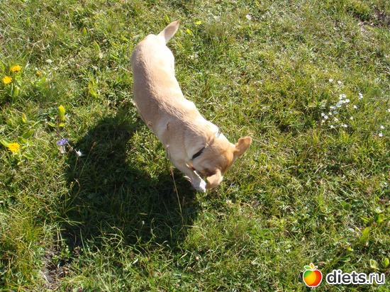 ����� ���-�� �����, ������: �����, ��������.