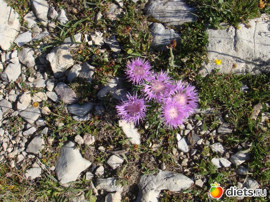 13 ����: �����, ��������.