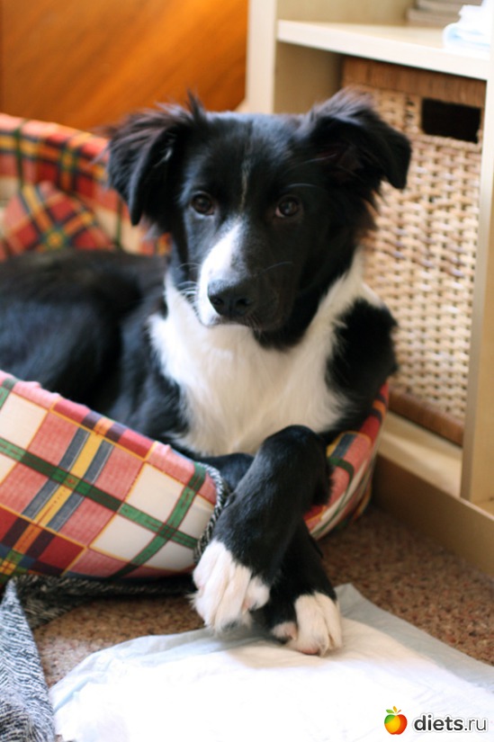 ���������� I, ������: ����