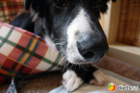 �������, ���-�������, ������: ����