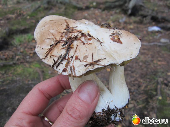 14 ����: ���� ���������