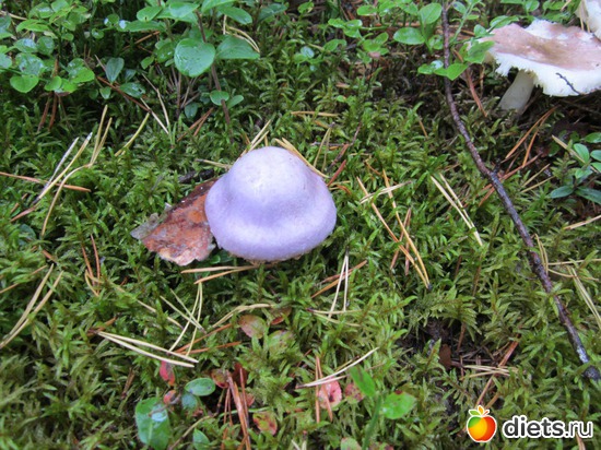 17 ����: ���� ���������