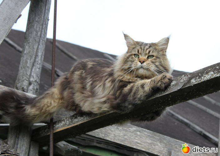 Стражник - папа, альбом: Семья Эфи