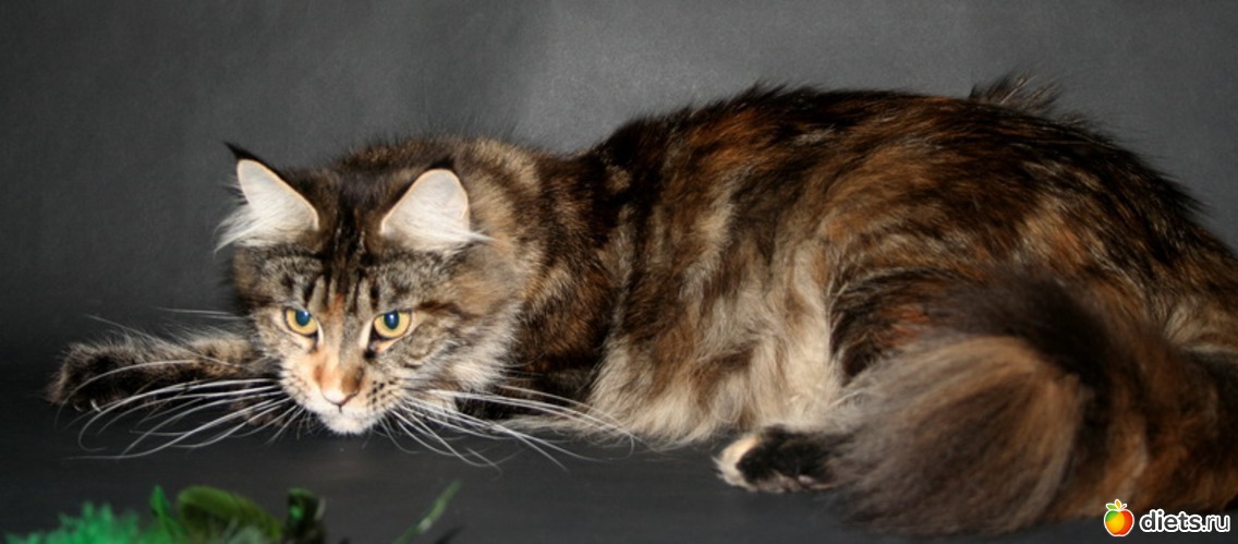 Мама Беатриче, альбом: Семья Эфи