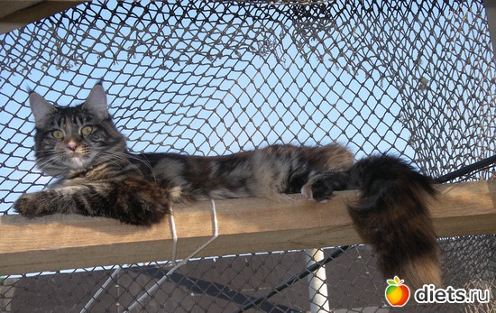 Беатриче (Триша), альбом: Семья Эфи