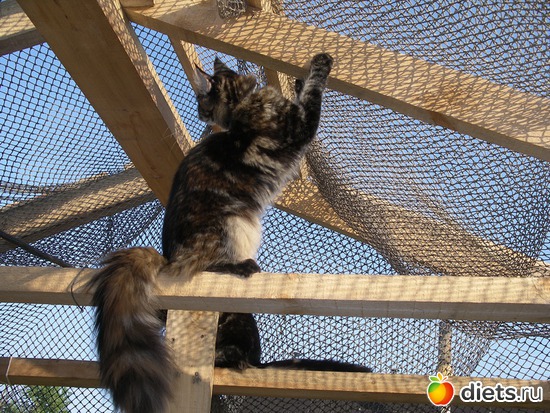 Наши когти остры (мама Триша), альбом: Семья Эфи