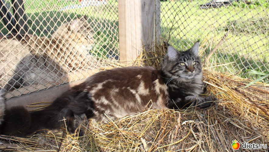 Эвита, альбом: Семья Эфи