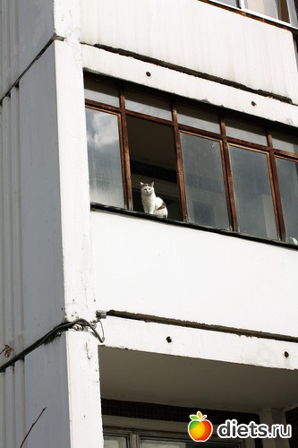   ,  ..., : Must Love Cats