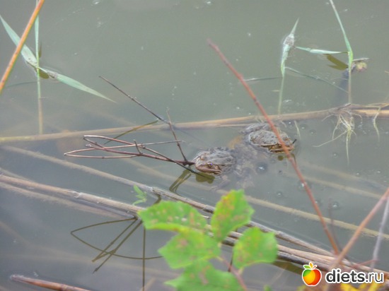 � ��� ��������-�������, ������: ���� 2012