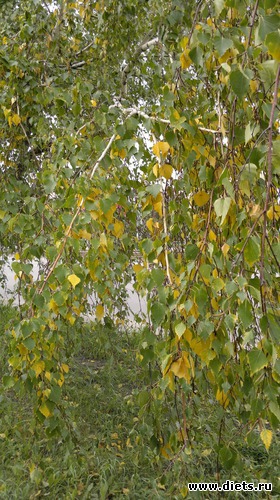 11 ����: ��� ������� �����