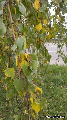 12 ����: ��� ������� �����